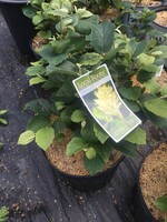 Fothergilla maj. Mt. Airy Fothergilla, Mt. Airy, #3