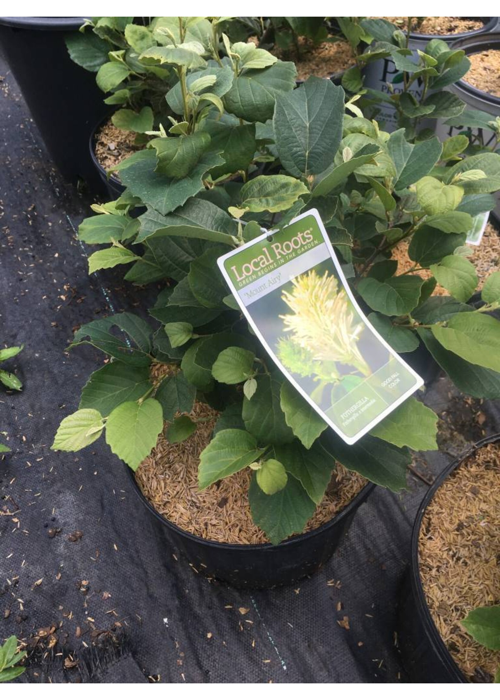 Fothergilla maj. Mt. Airy Fothergilla, Mt. Airy, #3