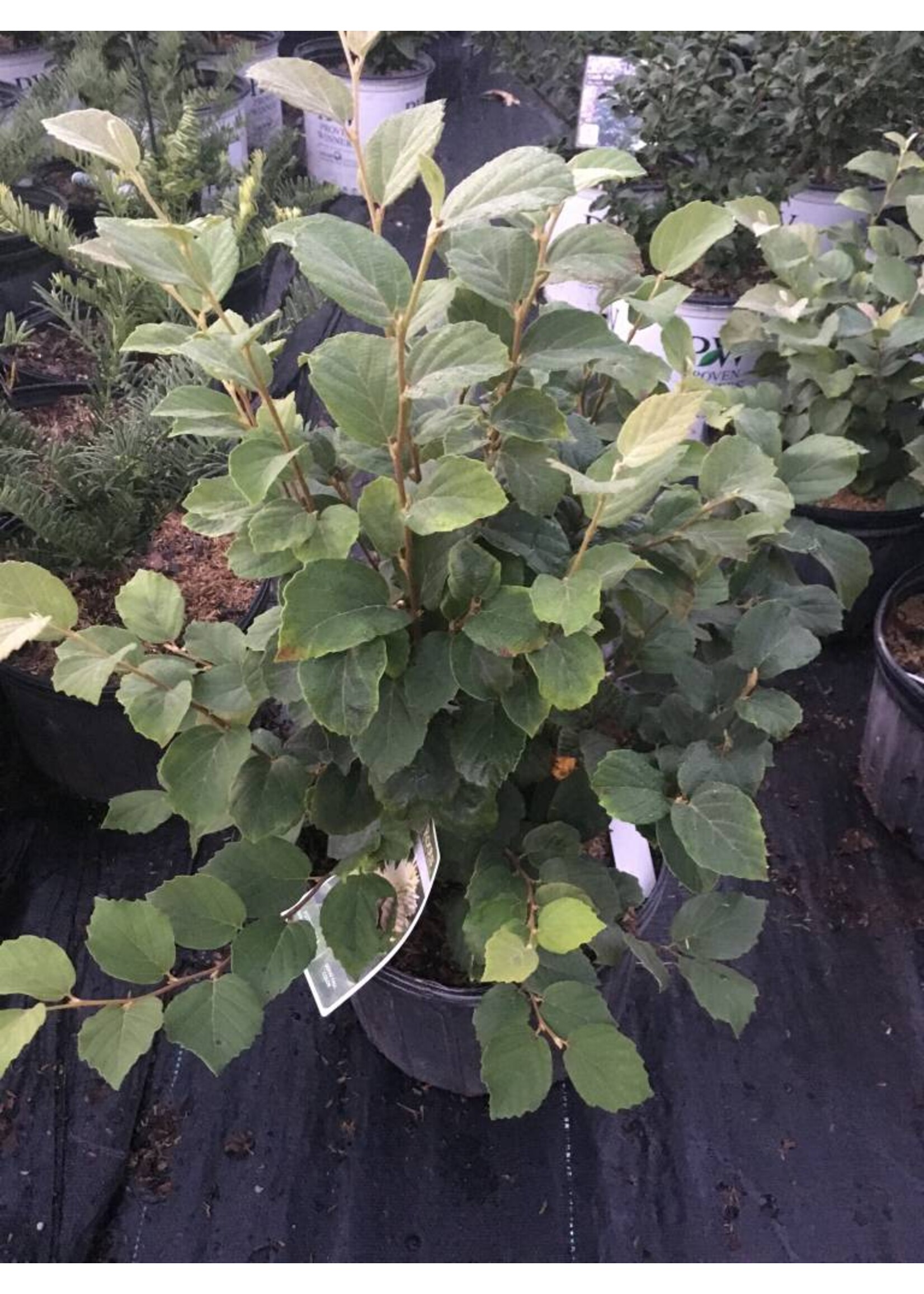 Fothergilla maj. Mt. Airy Fothergilla, Mt. Airy, #3
