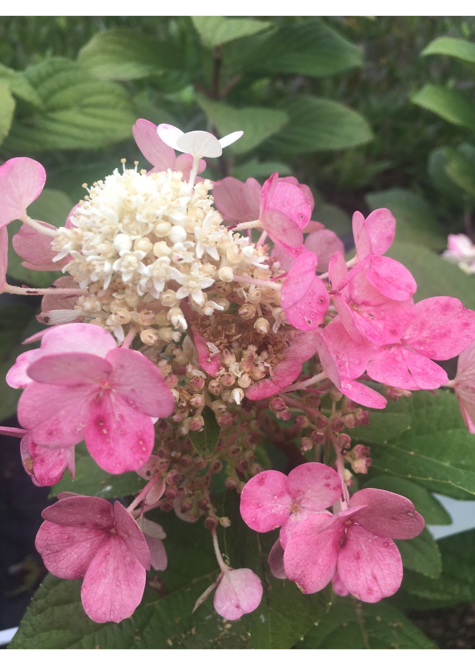 Hydrangea panic. Little Quick Fire Hydrangea #3 container