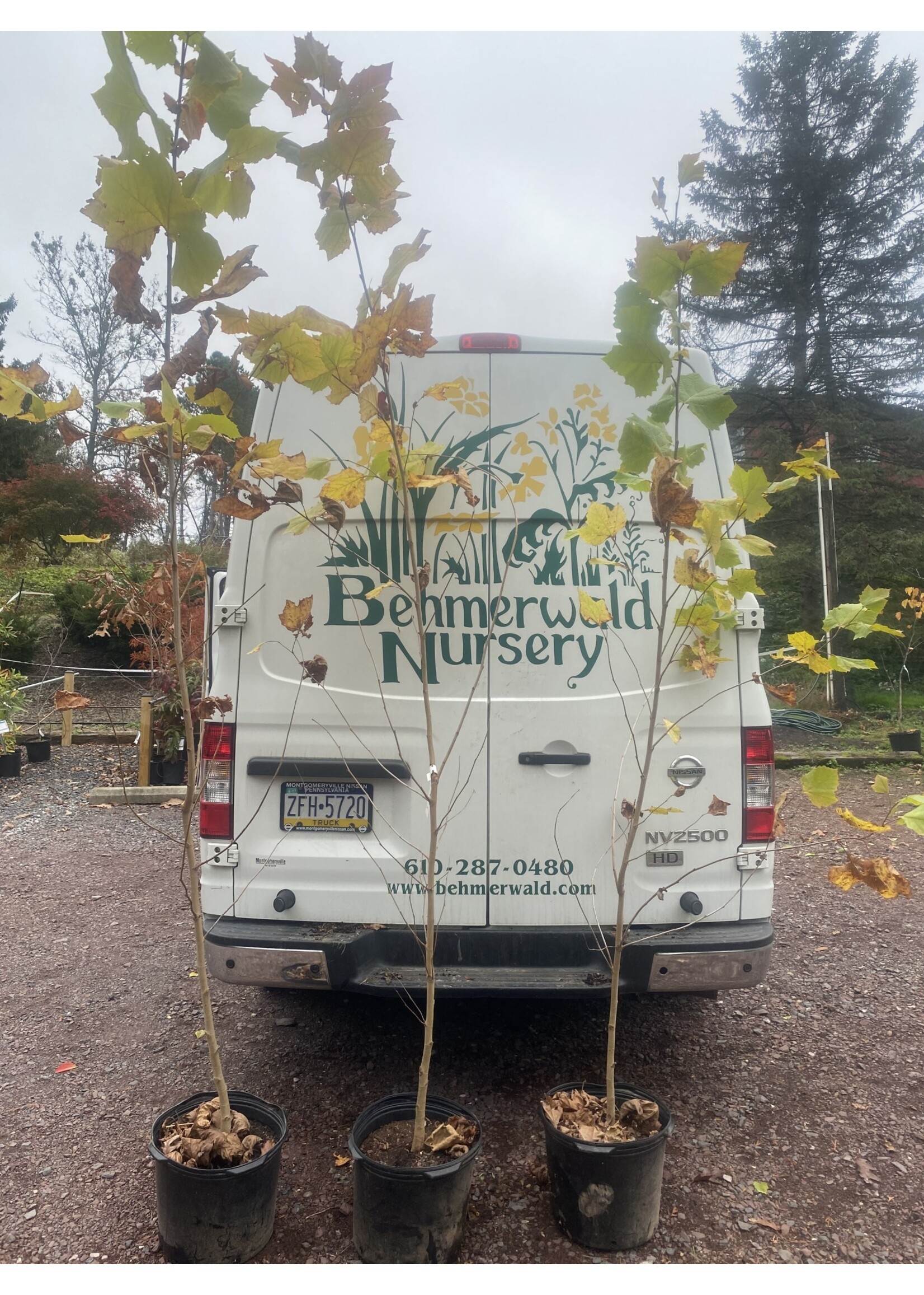 Platanus occidentalis Planetree - American, #7