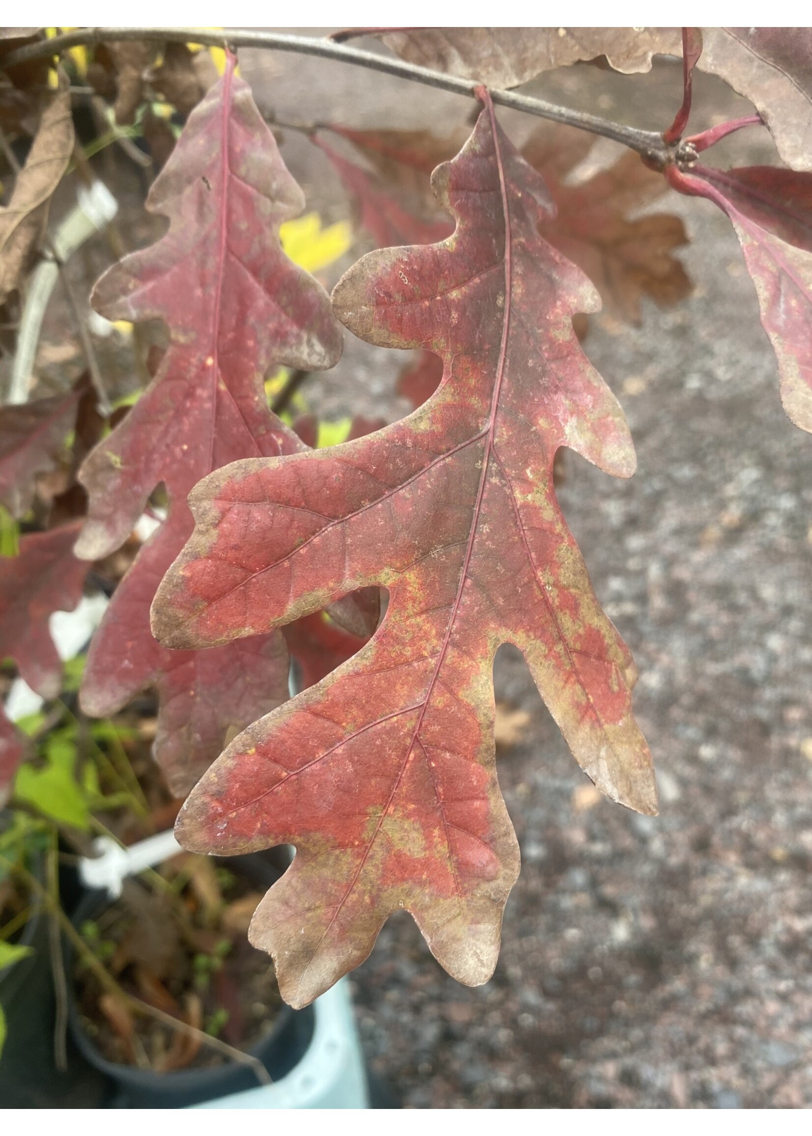 2024 Plant Olympics! Quercus alba Oak, White, #7