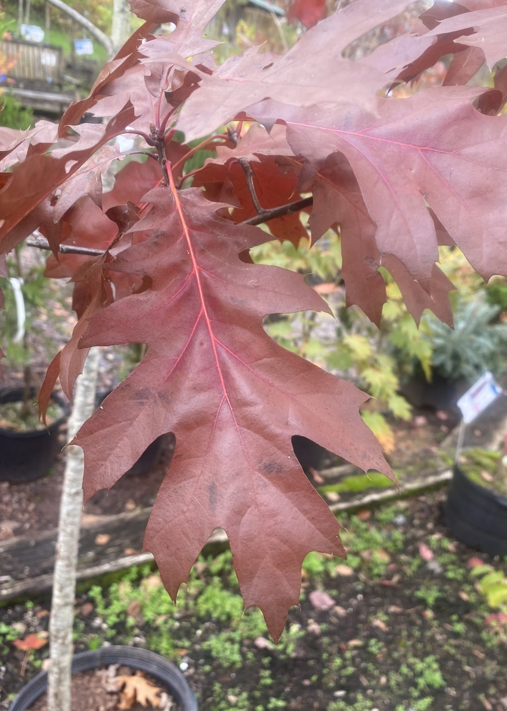 Native Tree Quercus coccinea Oak, Scarlet, #7