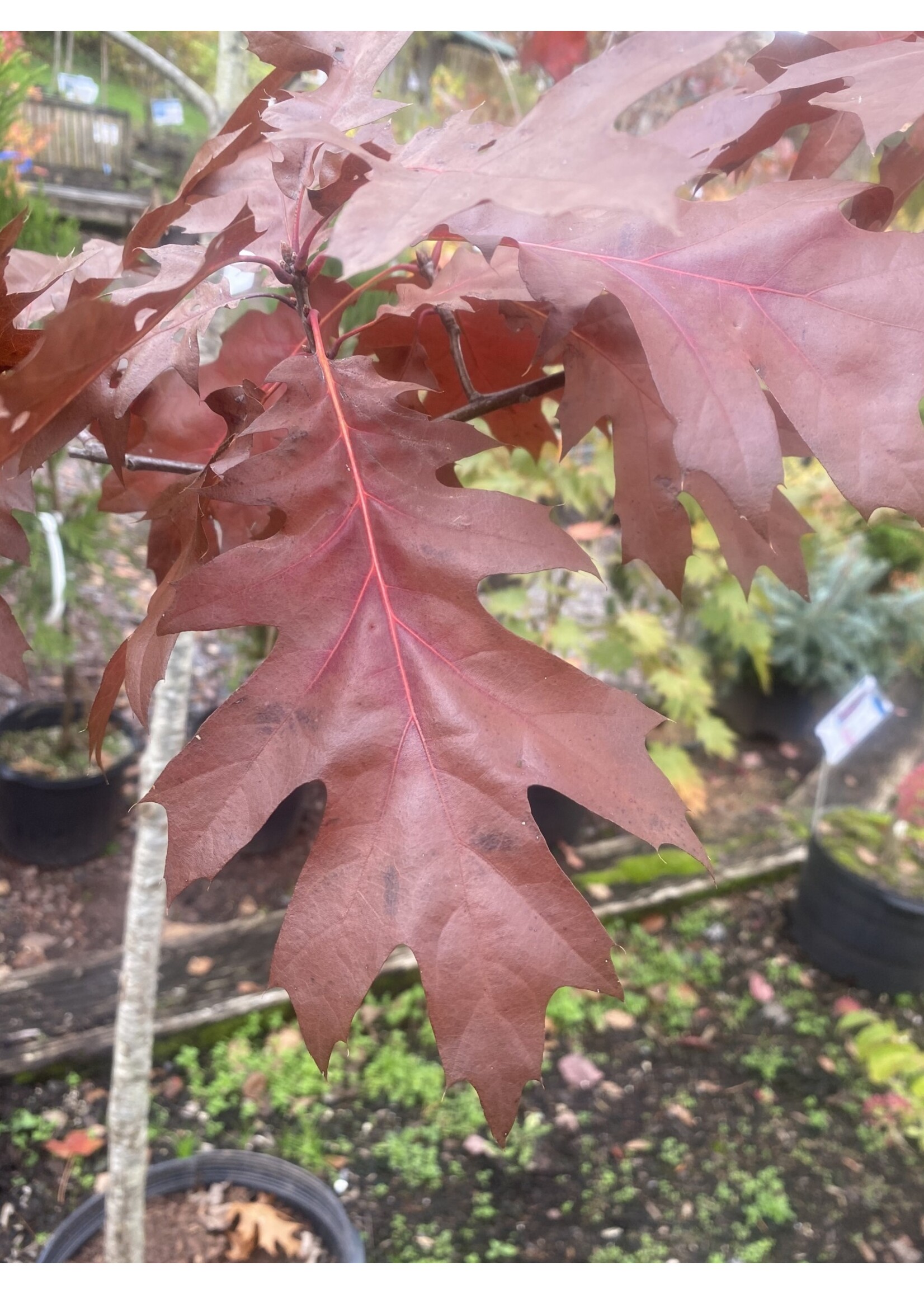 Quercus coccinea Oak, Scarlet, #7