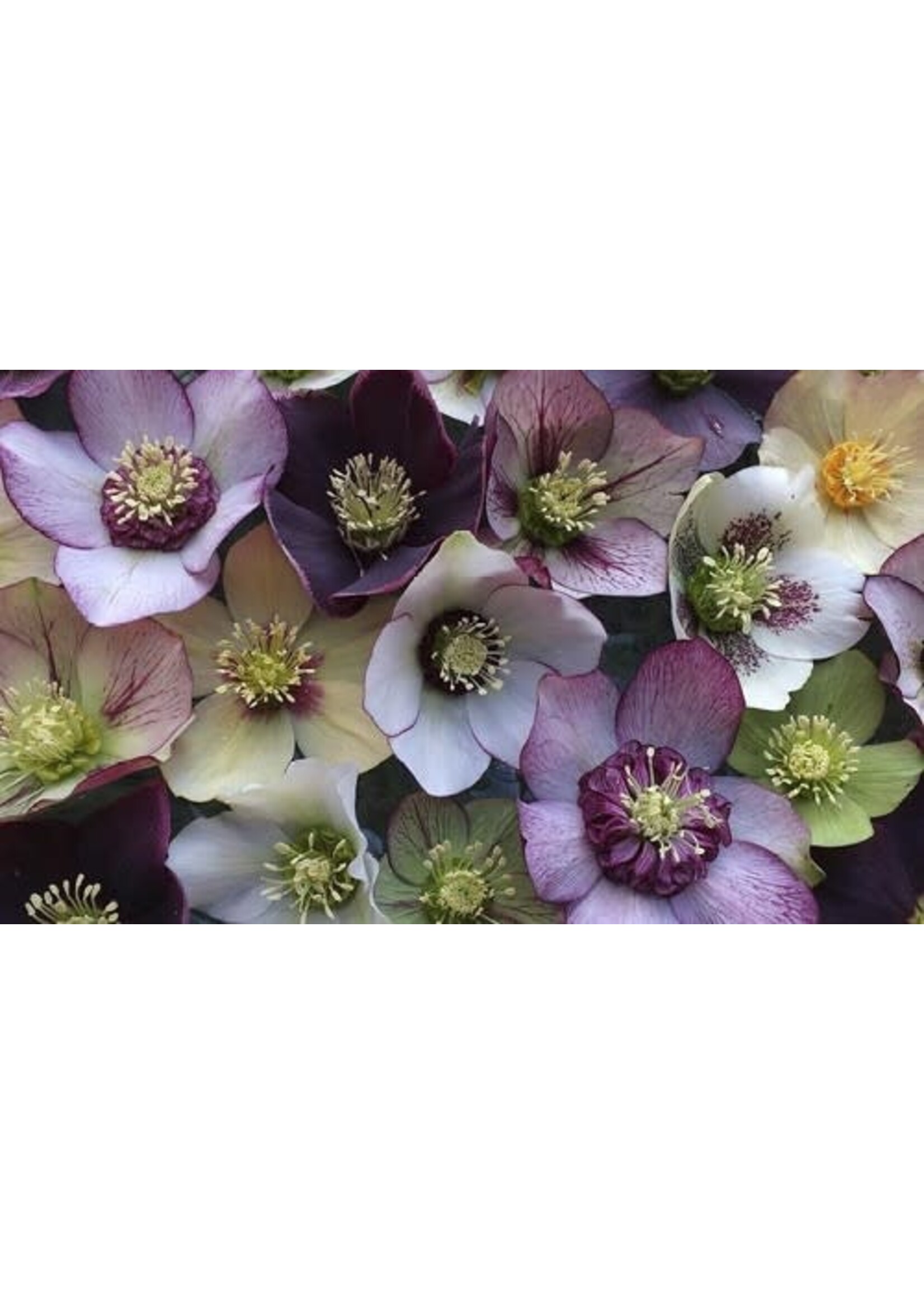 Helleborus orientalis Lenten Rose Pine Knot Mixed, #1