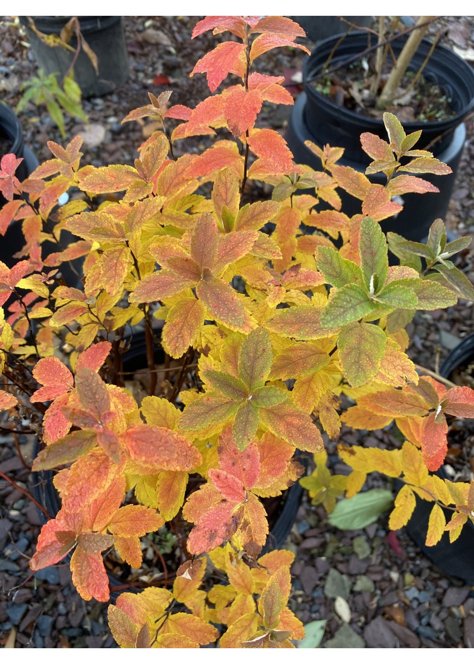 Spirea tomentosa, Steeplebush #3