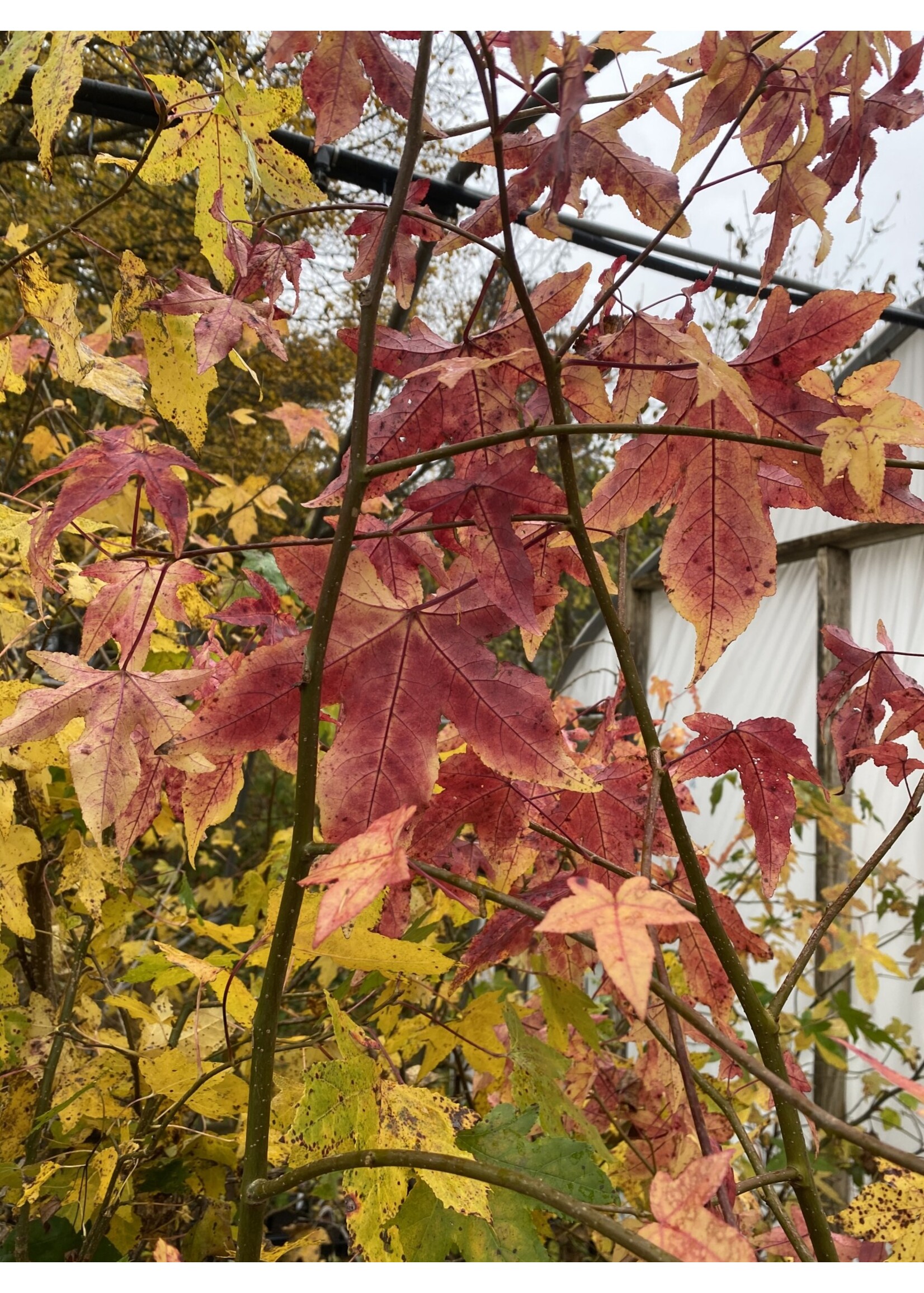 Liquidambar styrac. Sweetgum, #3