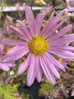 Chrysanthemum Raspberry Sorbet, #1 Container