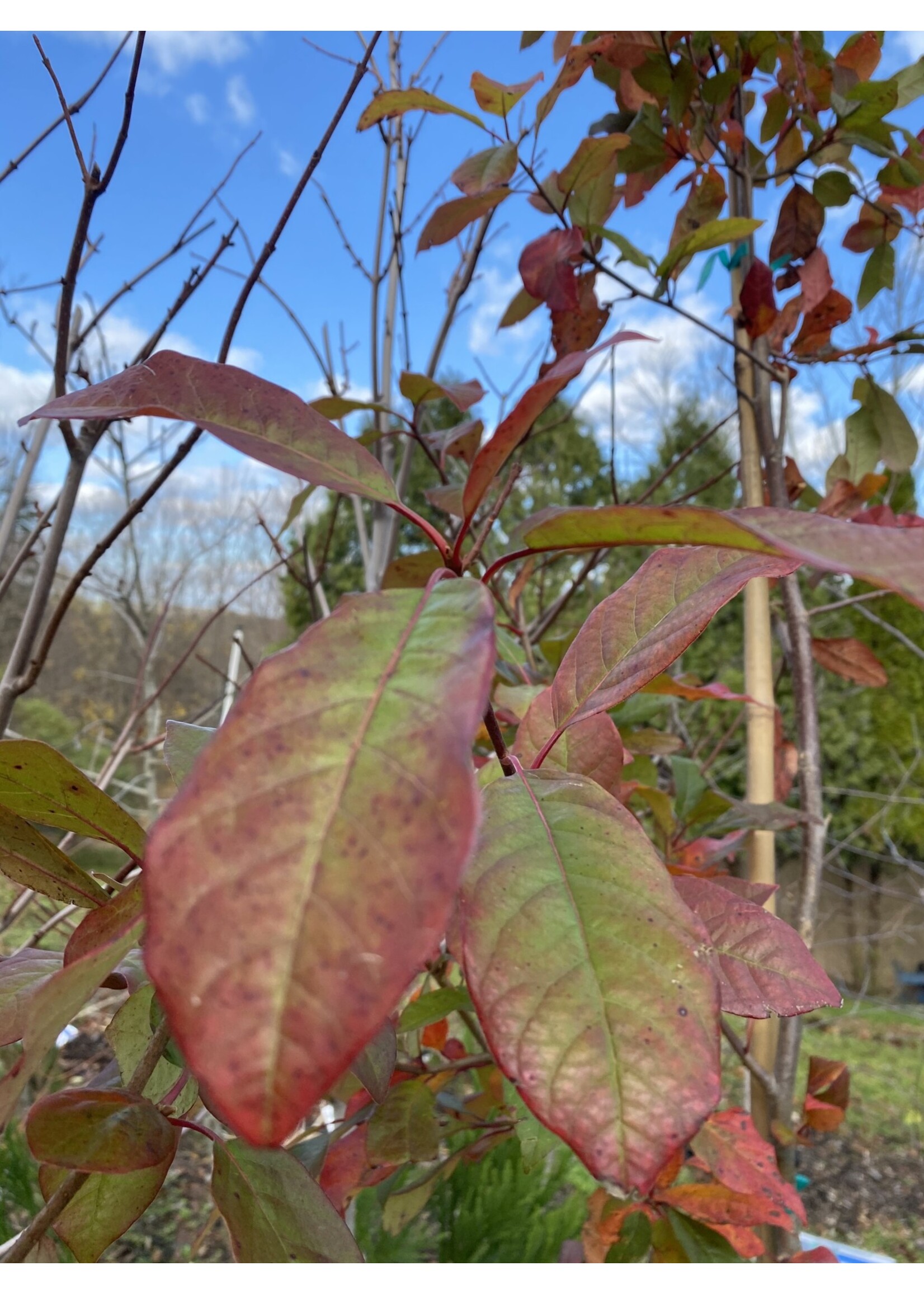 Nyssa sylvatica Northern Splendor, Black Gum,  #15