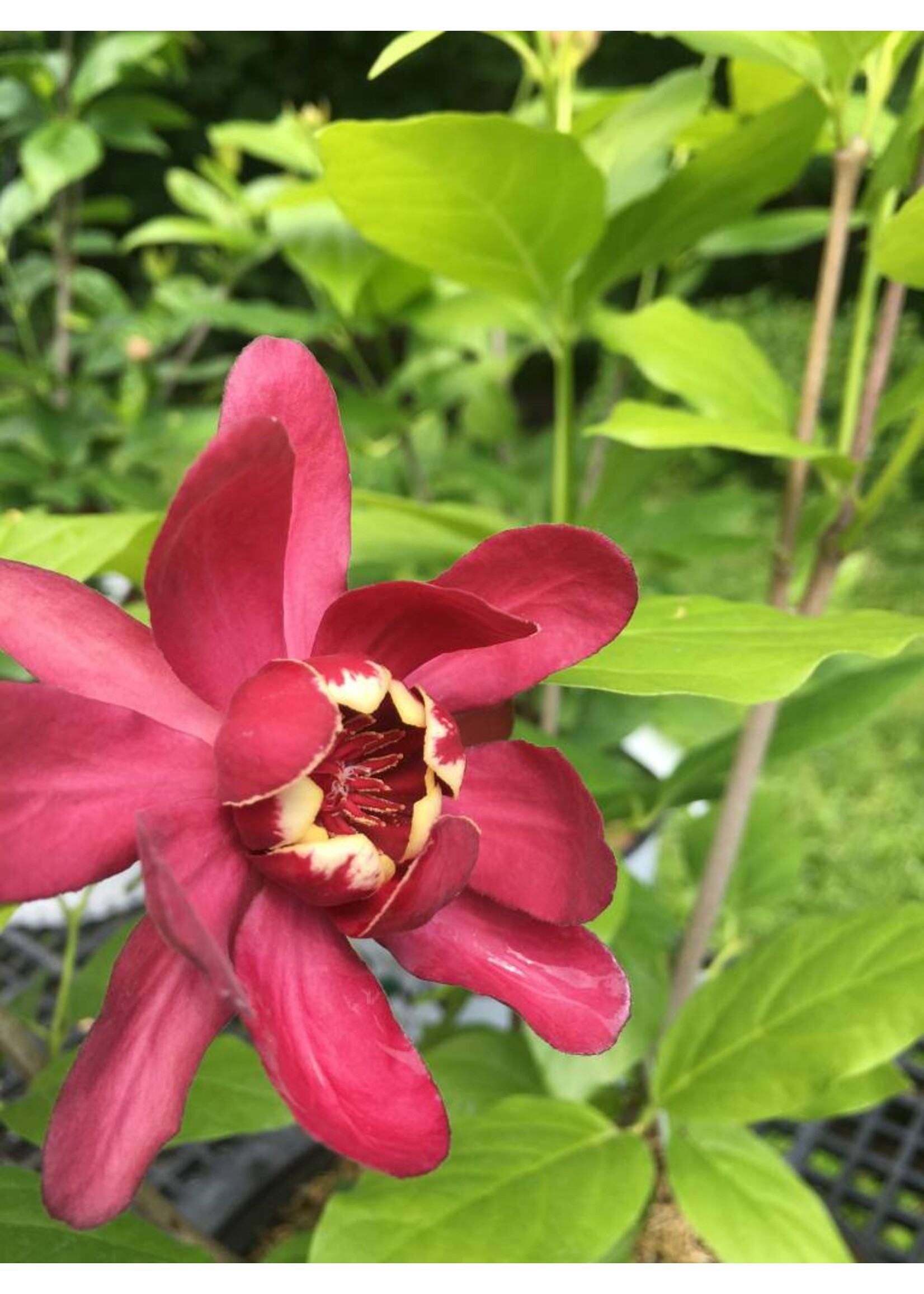 Calycanthus Aphrodite Sweetshrub, Aphrodite, #3