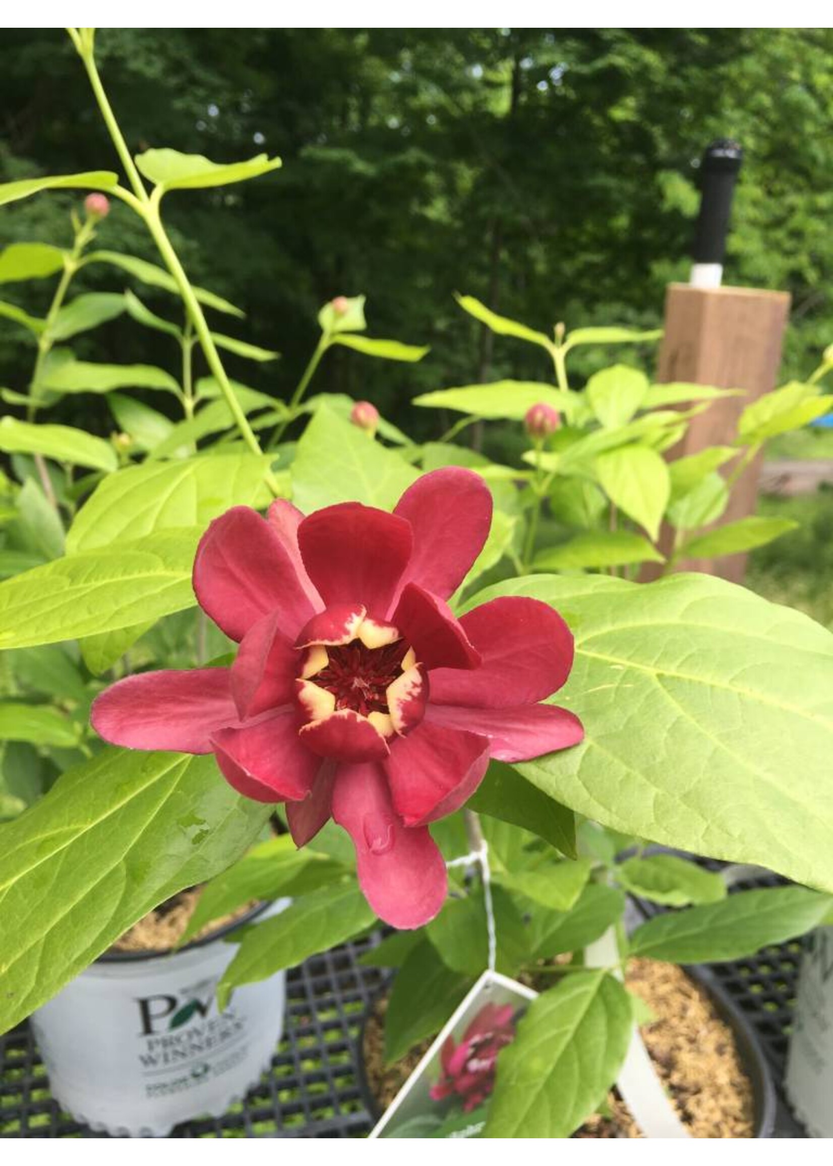 Calycanthus Aphrodite Sweetshrub, Aphrodite, #3