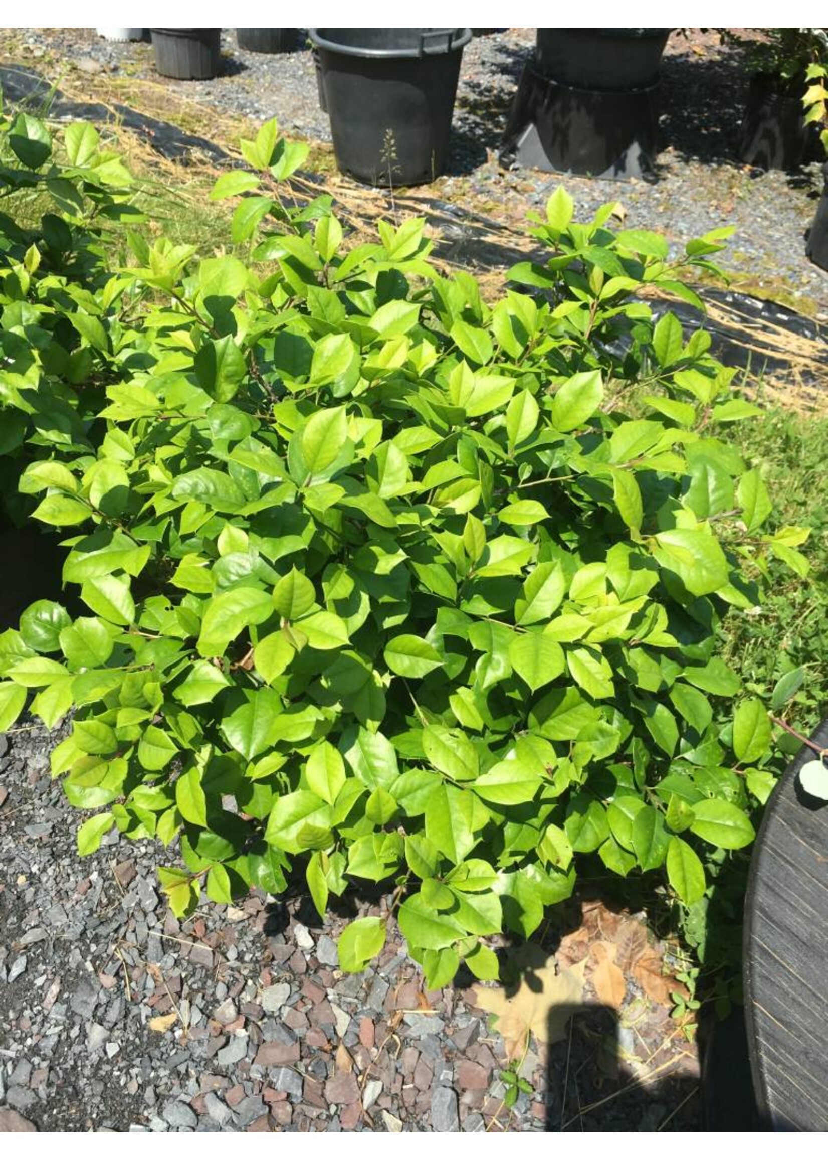 Ilex opaca 'Maryland Dwarf' Maryland Dwarf American Holly, #3