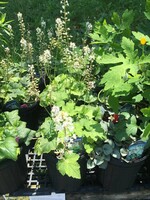 Tiarella cordifolia,  Foamflower, #1