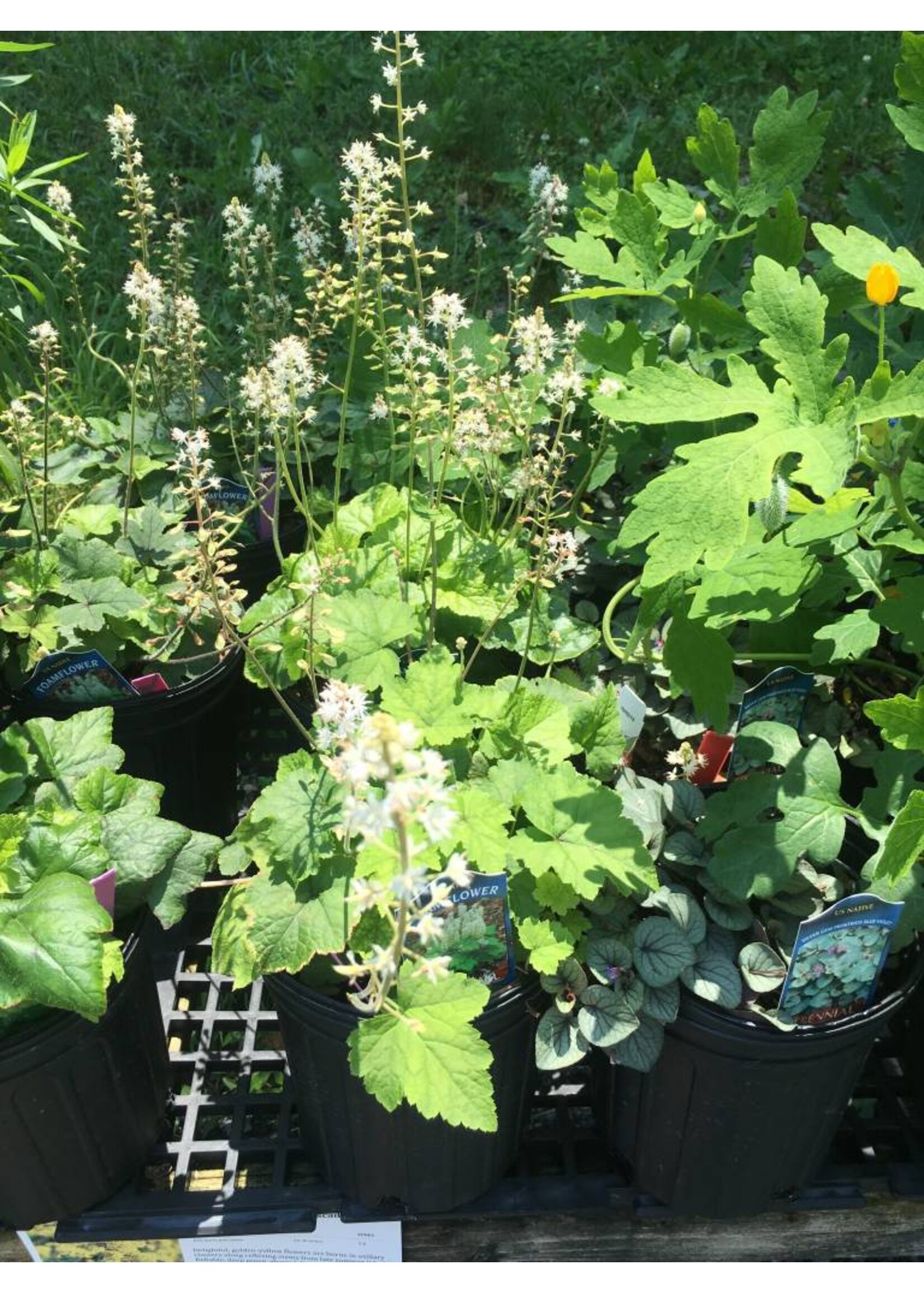 Tiarella cordifolia,  Foamflower, #1