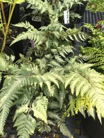 Perennial Plant of the Year Athyrium nip. Pictum Fern - Japanese Painted Fern, Pictum, #1