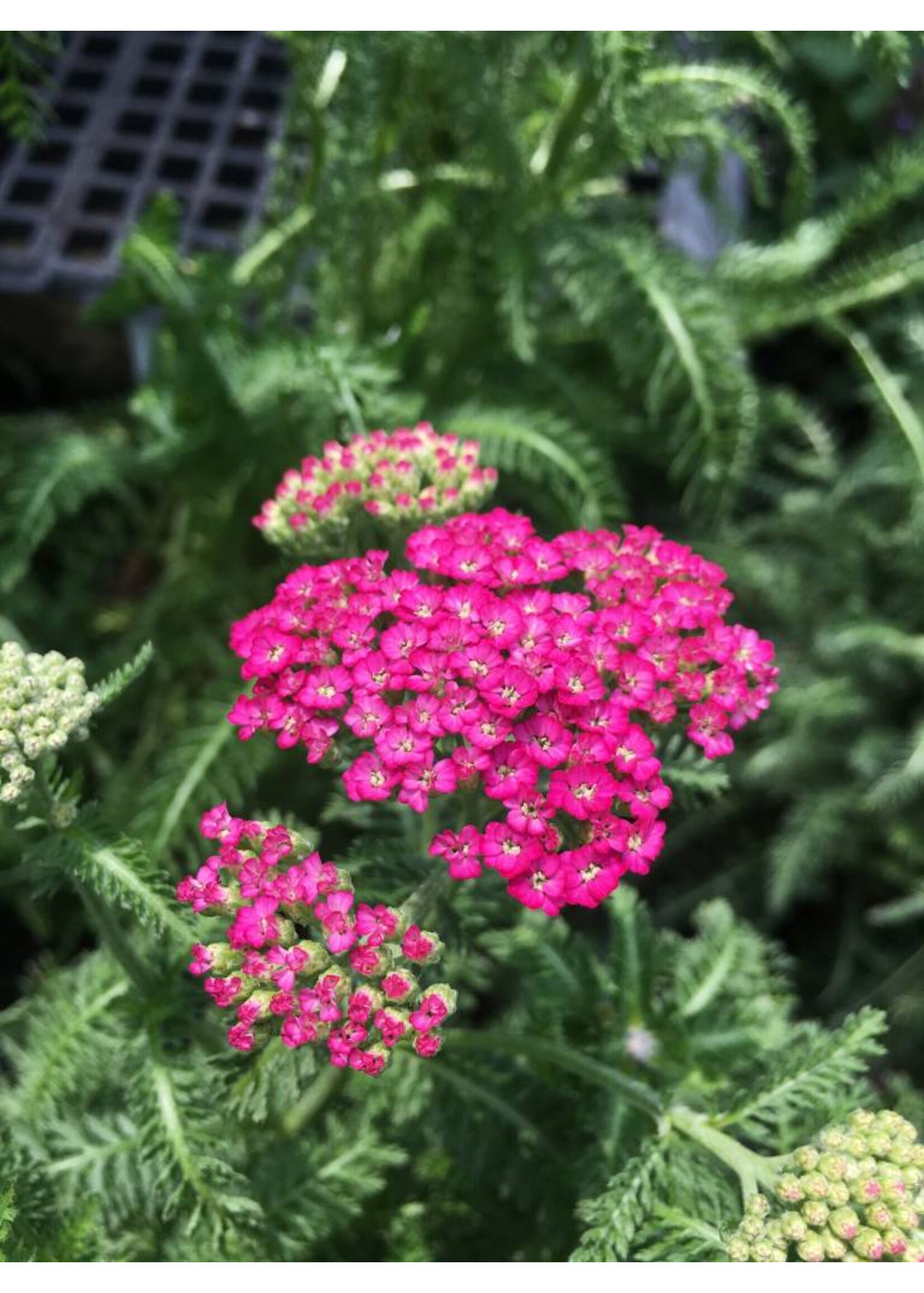 Achillea New Vintage violet, Yarrow #1 container