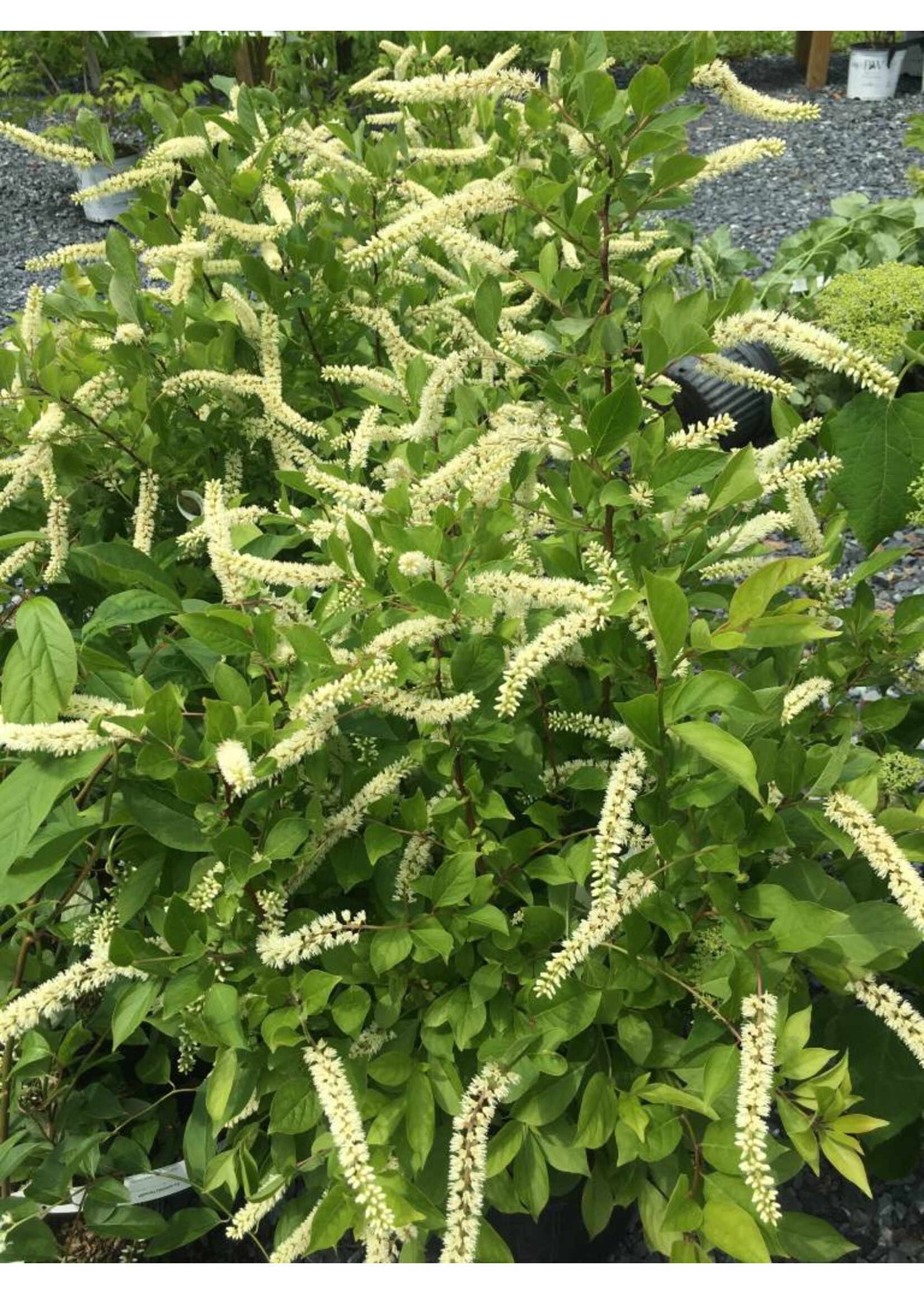 Itea virginica Henry's Garnet Sweetspire, Henry's Garnet, #3