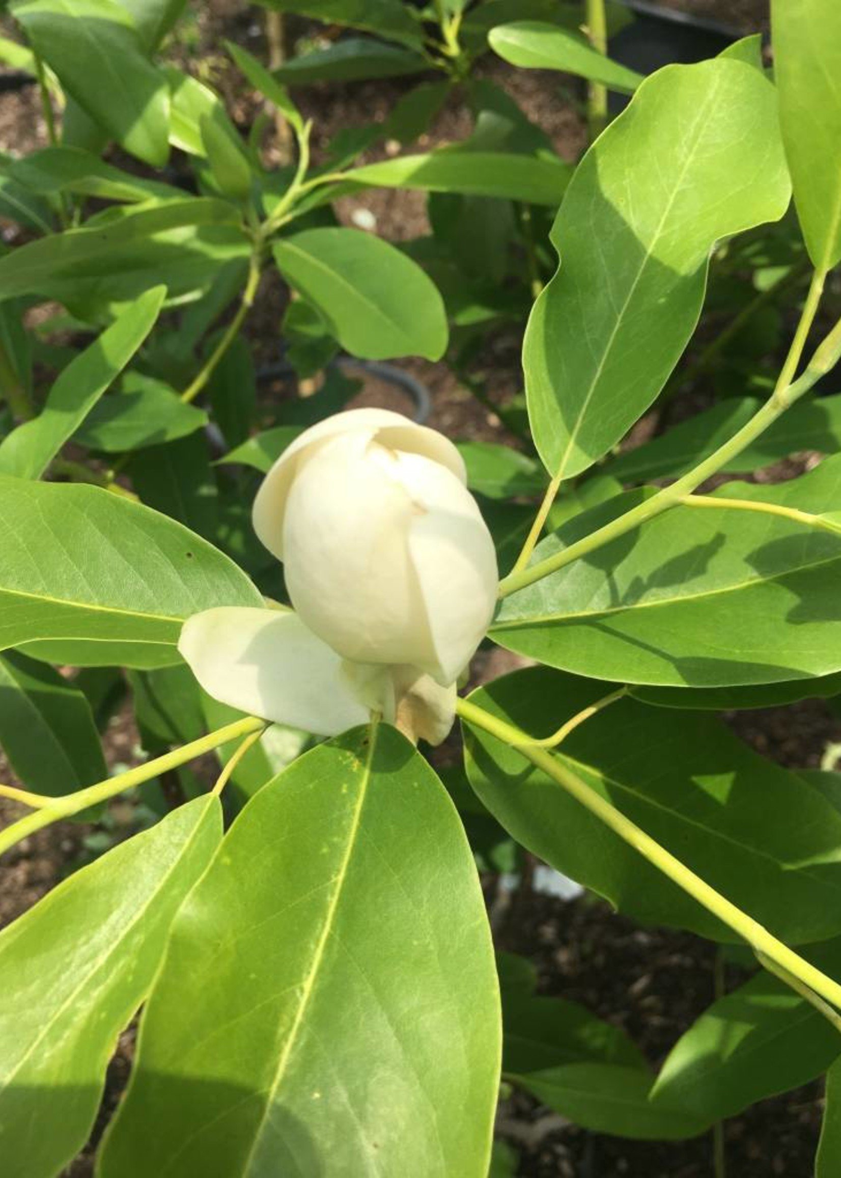 Magnolia virginiana Magnolia - Sweetbay, #7