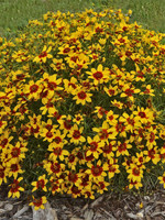 Coreopsis vert. Sizzle & Spice Curry Up, Coreopsis #1