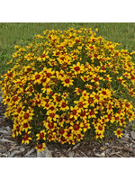 Coreopsis vert. Sizzle & Spice Curry Up, Coreopsis #1