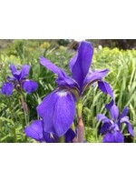 Iris siberica Caesar's Brother Iris - Siberian, Caeser's Brother, #1