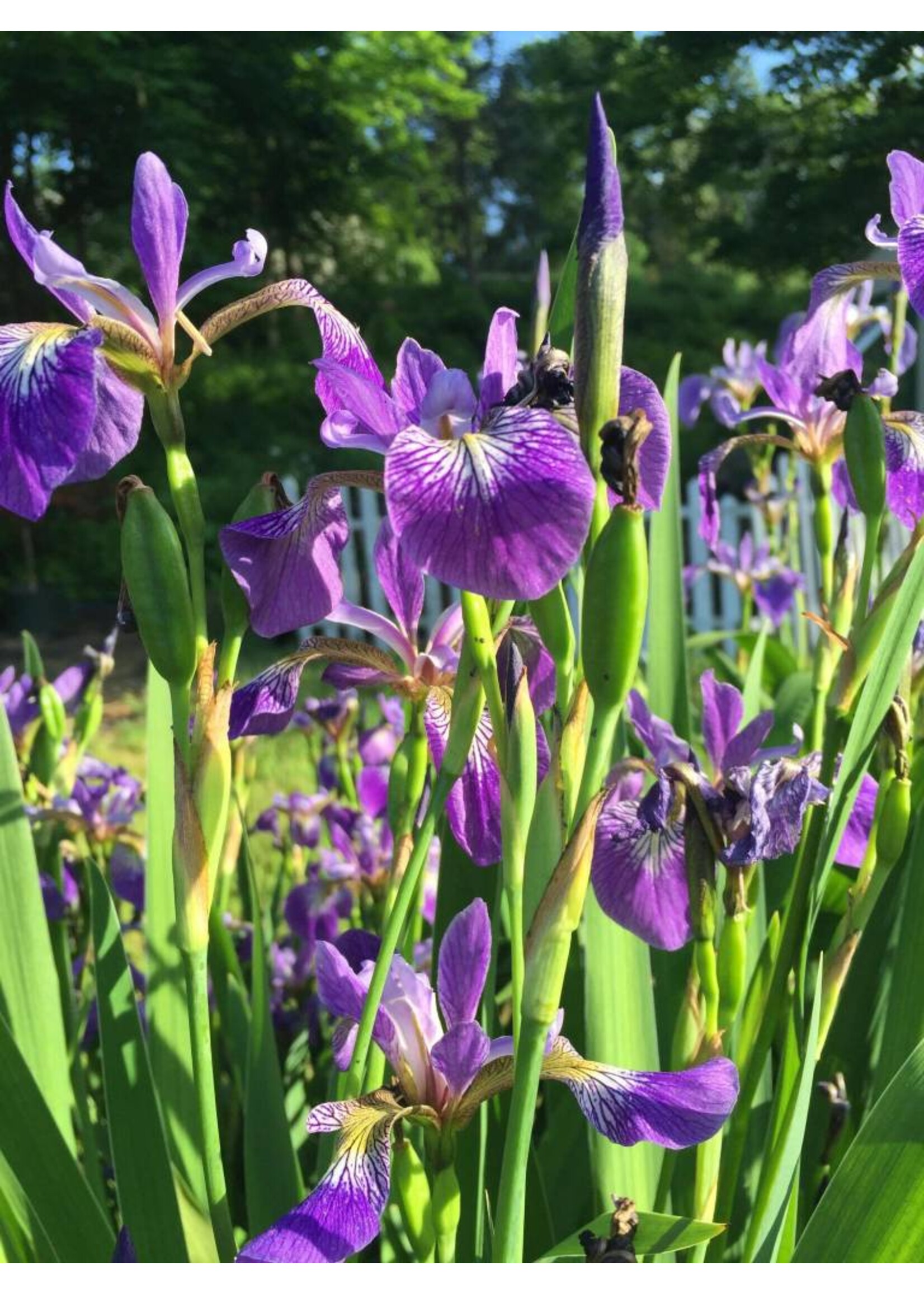 2024 Plant Olympics! Iris siberica Caesar's Brother Iris - Siberian, Caeser's Brother, #1