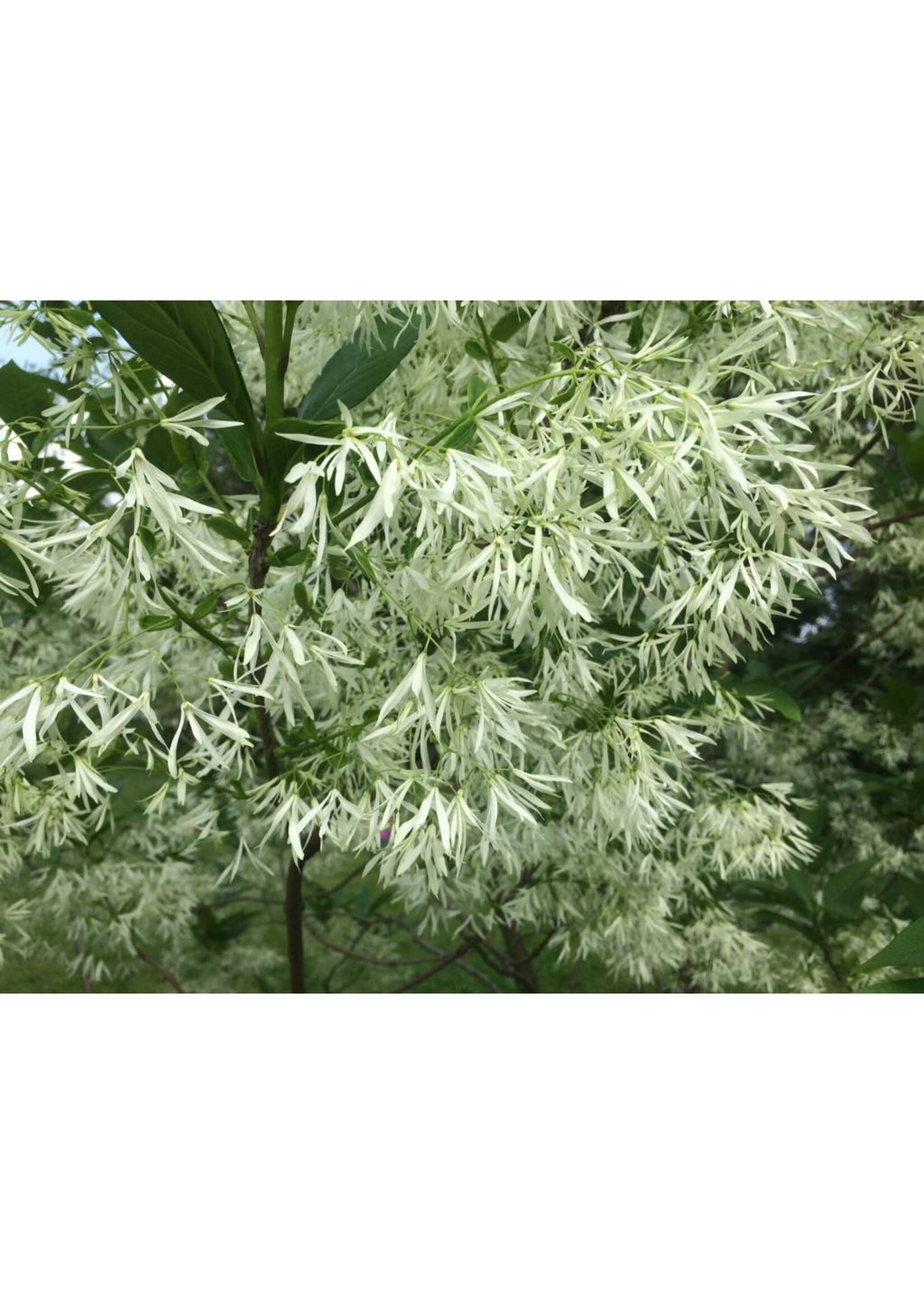 Chionanthus virginicus Fringetree - White, #7