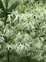 Chionanthus viginicus, Fringetree - Native, #3