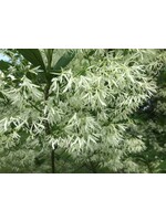 Chionanthus viginicus, Fringetree - Native, #7