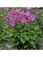 Anemone Curtain Call Deep Rose- Anemone