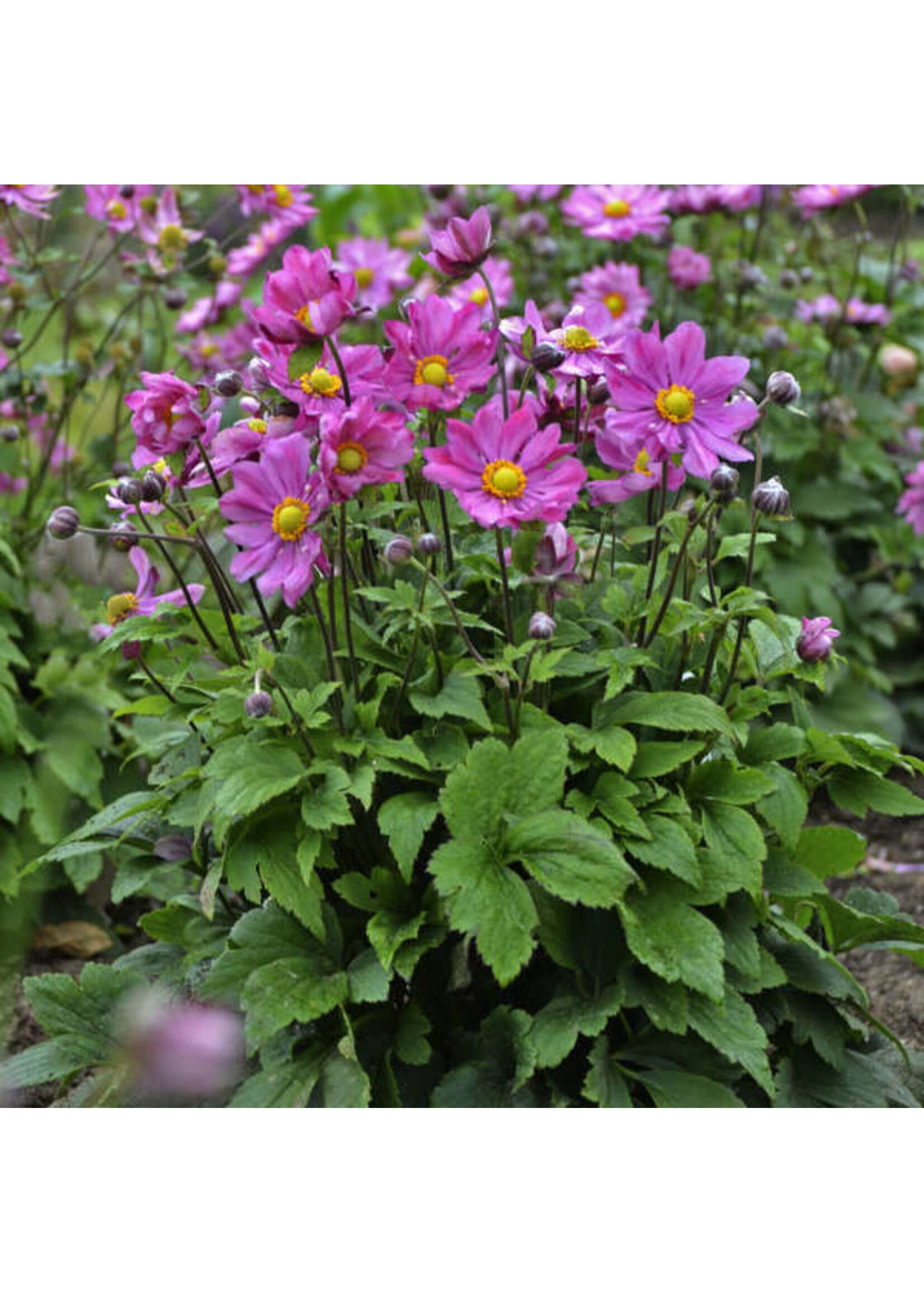 Anemone Curtain Call Deep Rose- Anemone