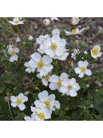 Anemone Honorie Jobert, Anemone #1 container