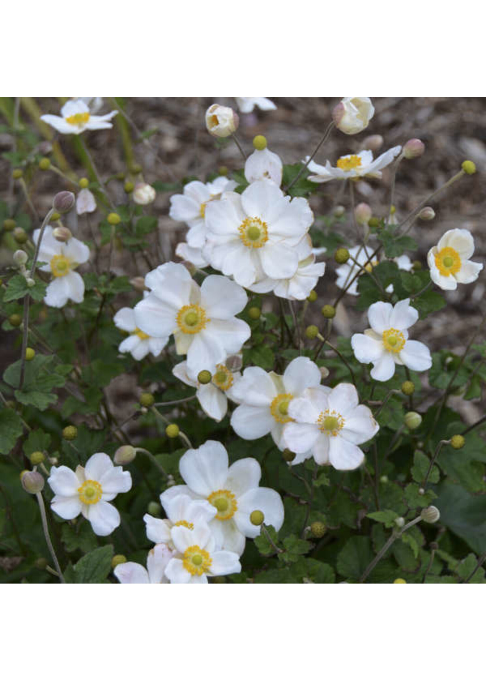 Anemone Honorie Jobert, Anemone #1 container