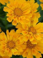 Coreopsis Jethro Tull, Tickseed #1