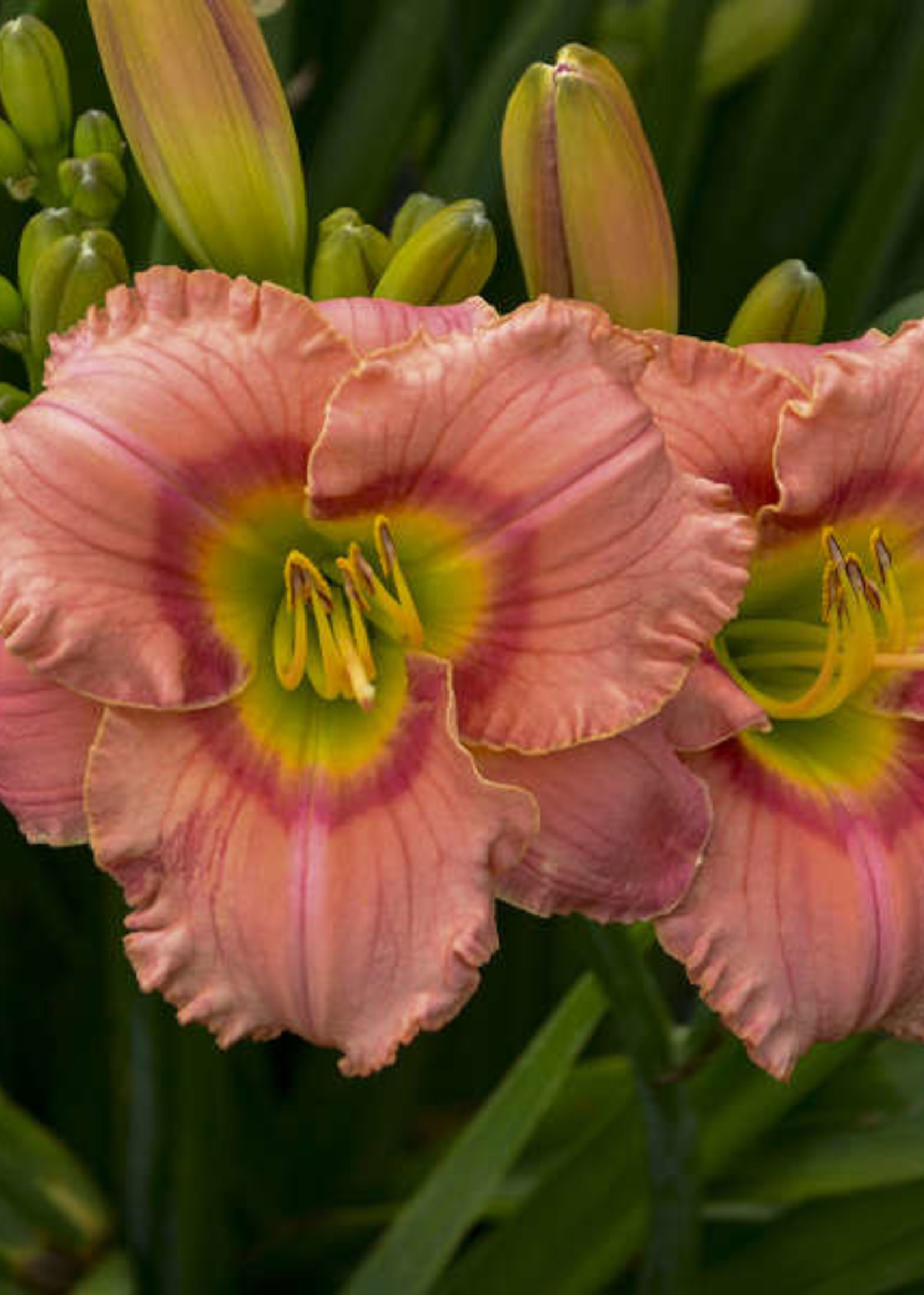 Hemerocallis Elegant Candy, Daylily 1 Behmerwald Nursery