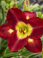 Hemerocallis Passion for Red, Daylily #1