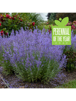 Perovskia atriplicifolia Sage Advice, Russian Sage #1