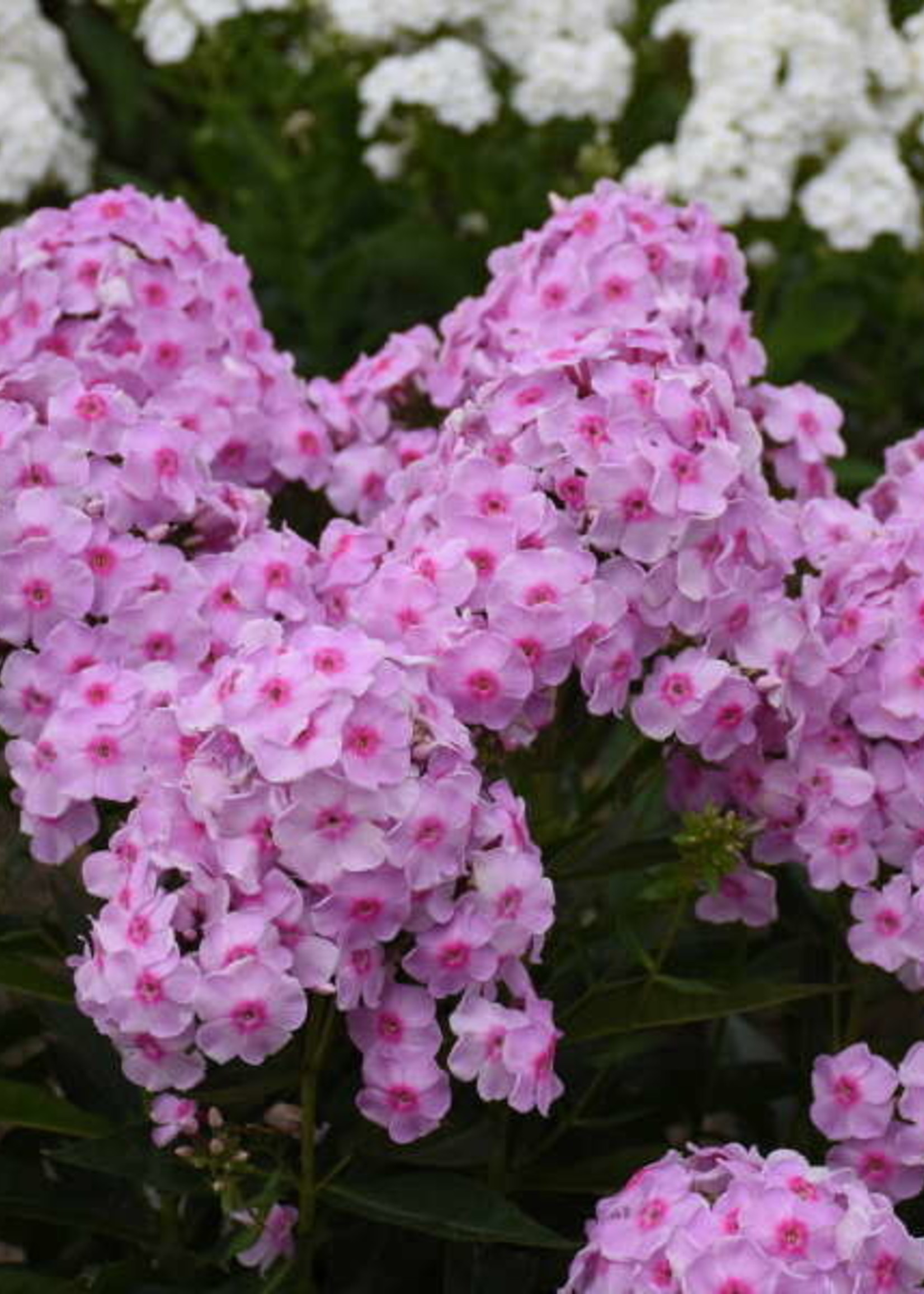 Phlox paniculata Opalescence, Tall garden Phlox #16 - Behmerwald