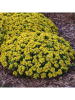 Sedum Little Miss Sunshine, Stonecrop #1
