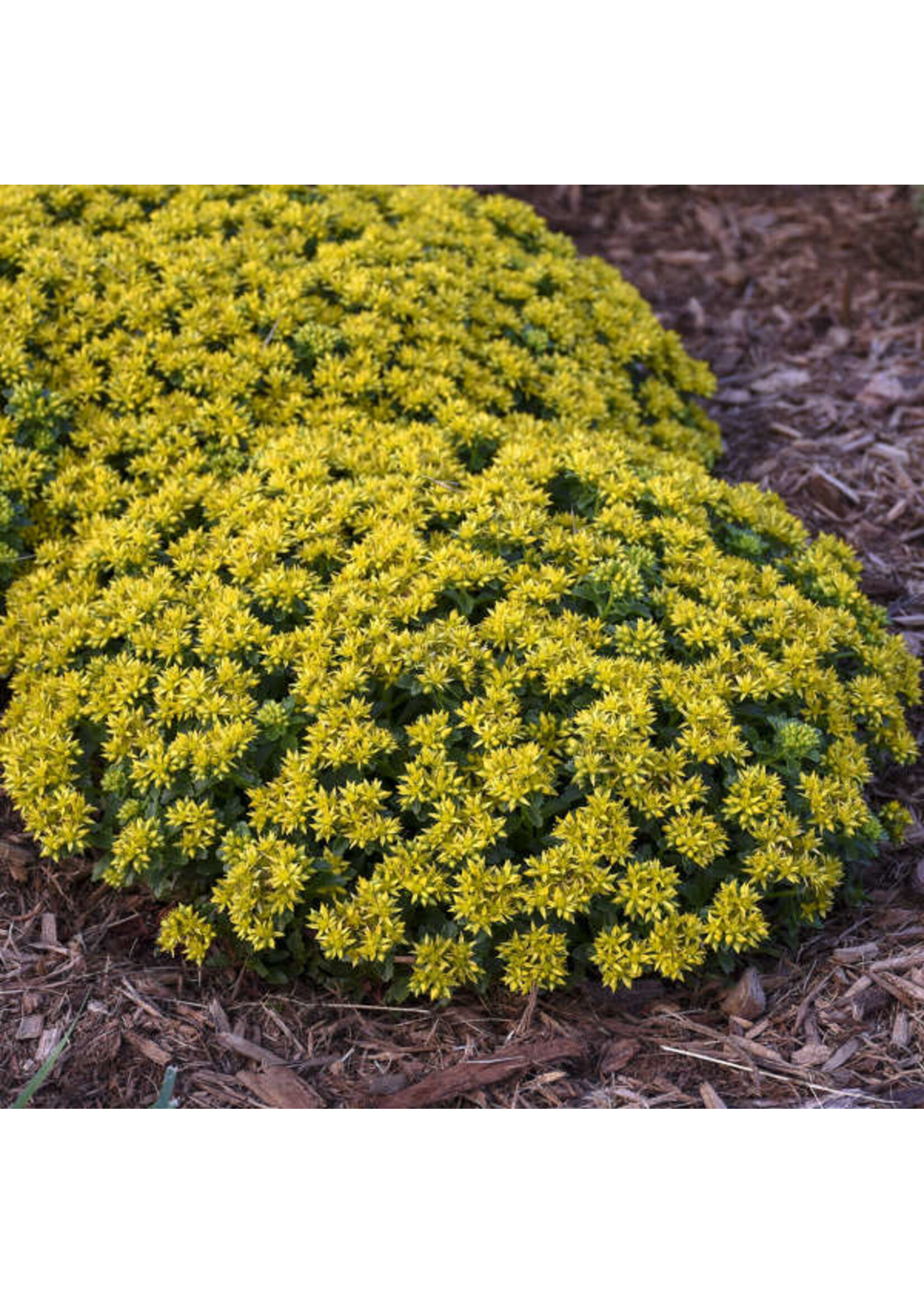 Sedum Little Miss Sunshine, Stonecrop #1