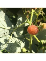 Rubus Fall Gold Raspberry, Fall Gold, #3