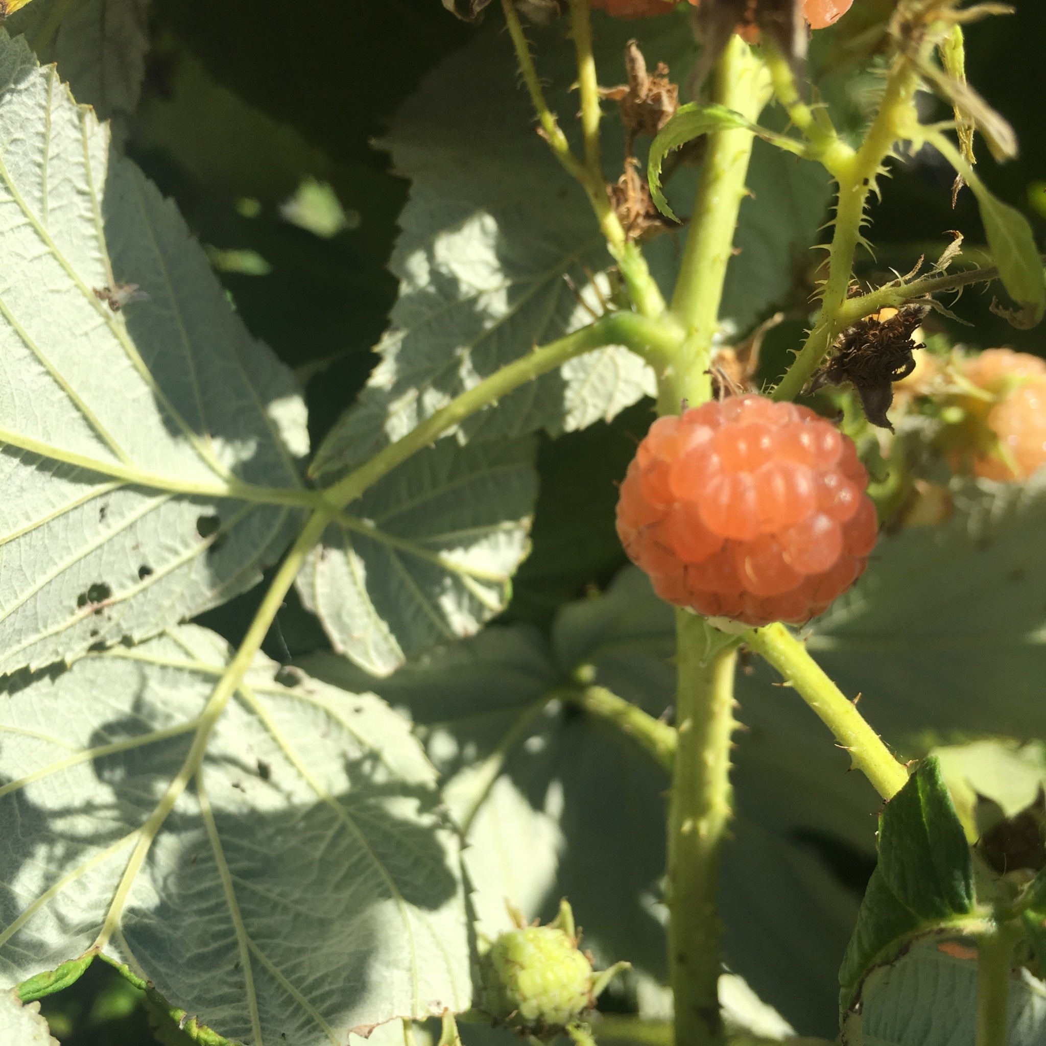 Rubus Fall Gold Raspberry, Fall Gold, #3 - Behmerwald Nursery