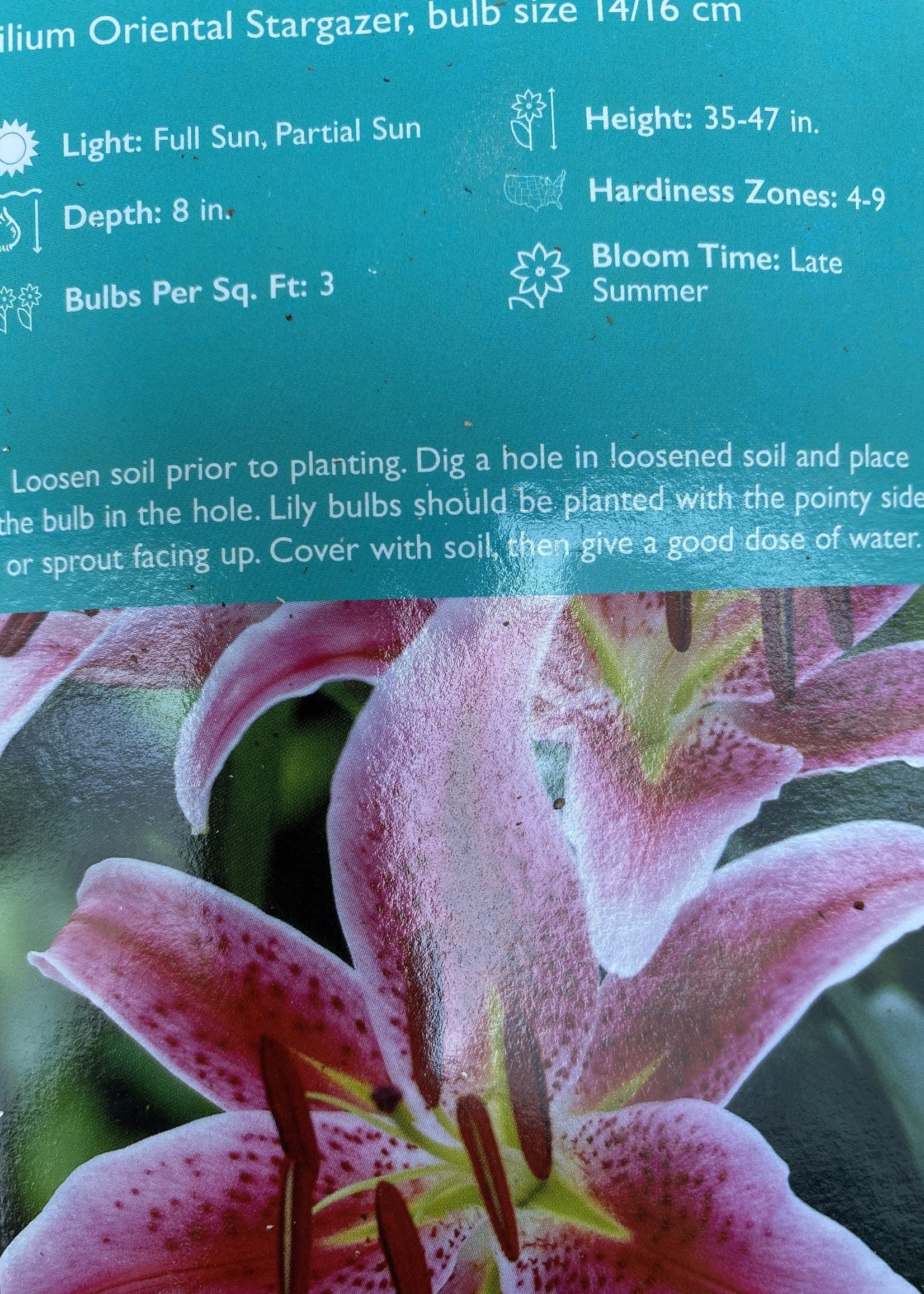 Lilium Stargazer, Stargazer Lily Quart