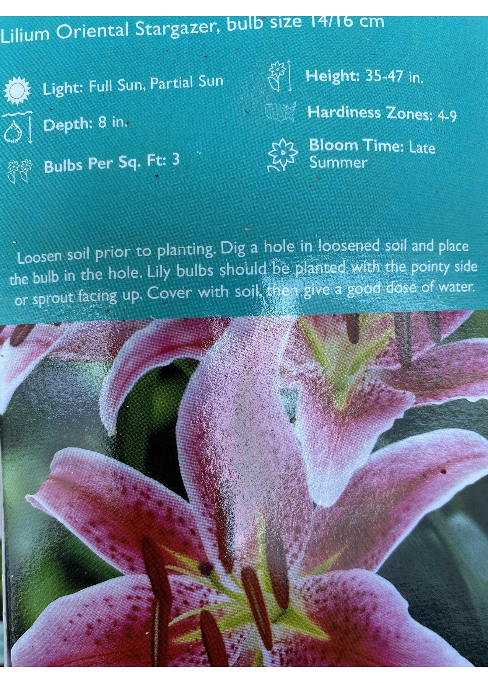 lilium Stargazer, Stargazer lily boxed bulb - Behmerwald Nursery