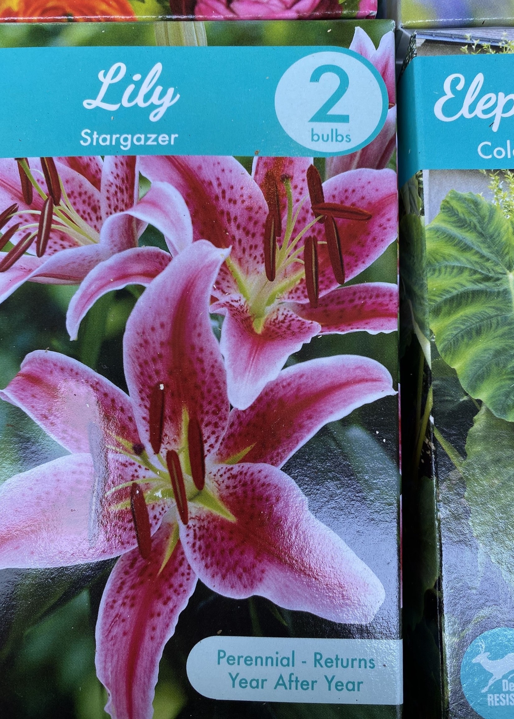 Lilium Stargazer, Stargazer Lily Quart