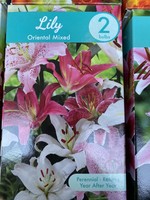 Lilium orientalis, Mixed Oriental Lily Quart