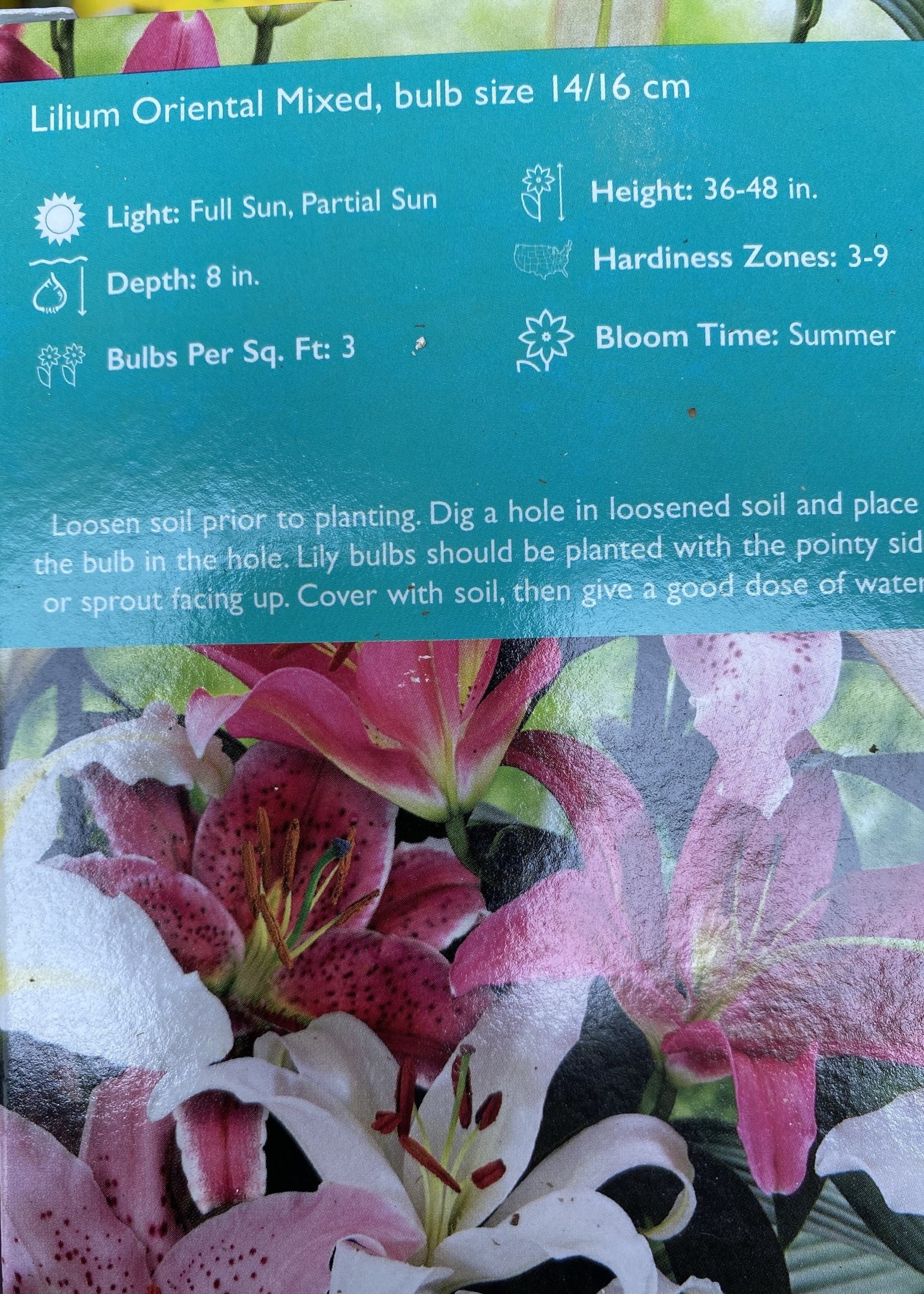 Lilium orientalis, Mixed Oriental Lily Quart
