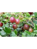 Ribes uva-crispa Captivator, Gooseberry #2