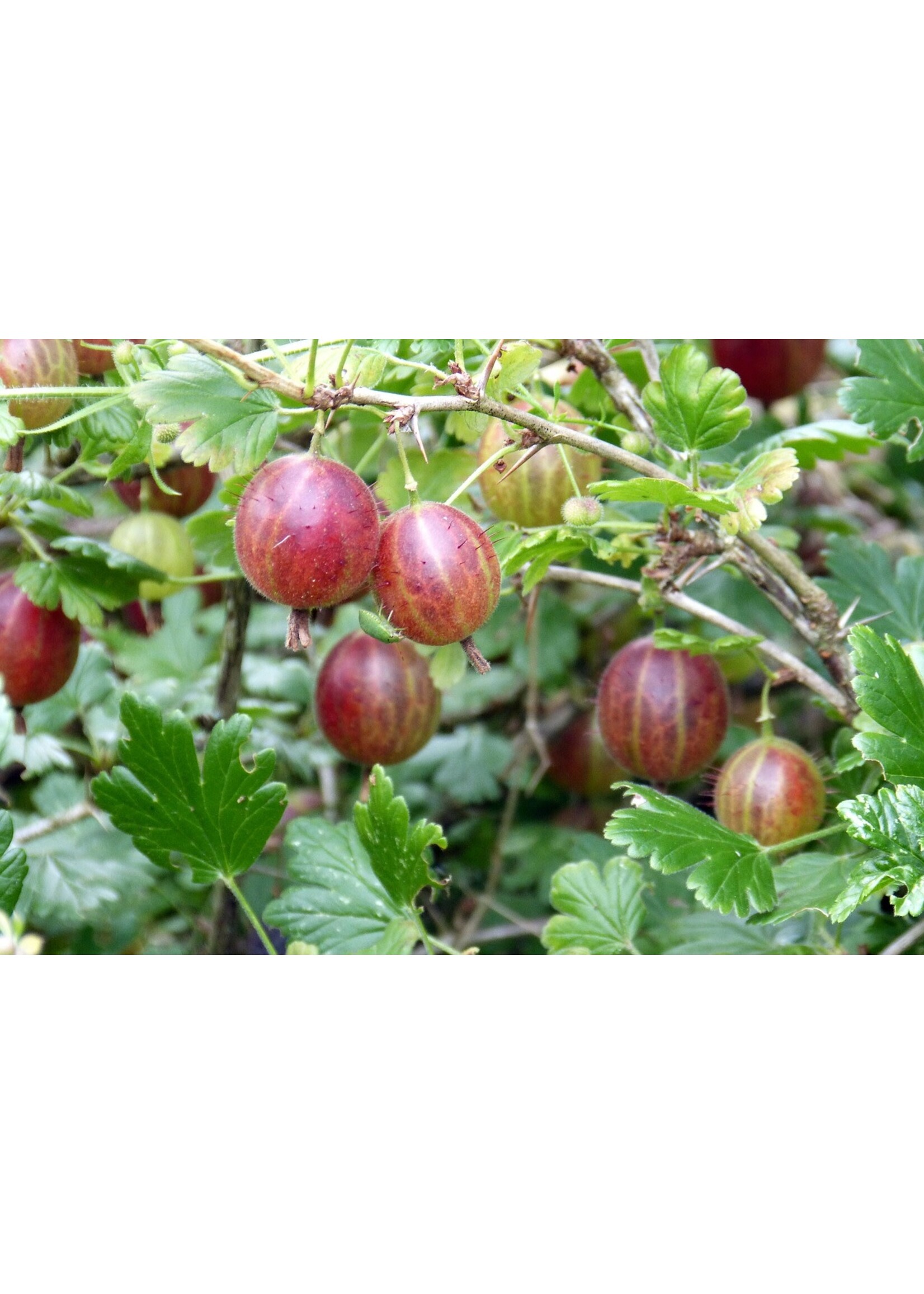 Ribes uva-crispa Captivator, Gooseberry #2