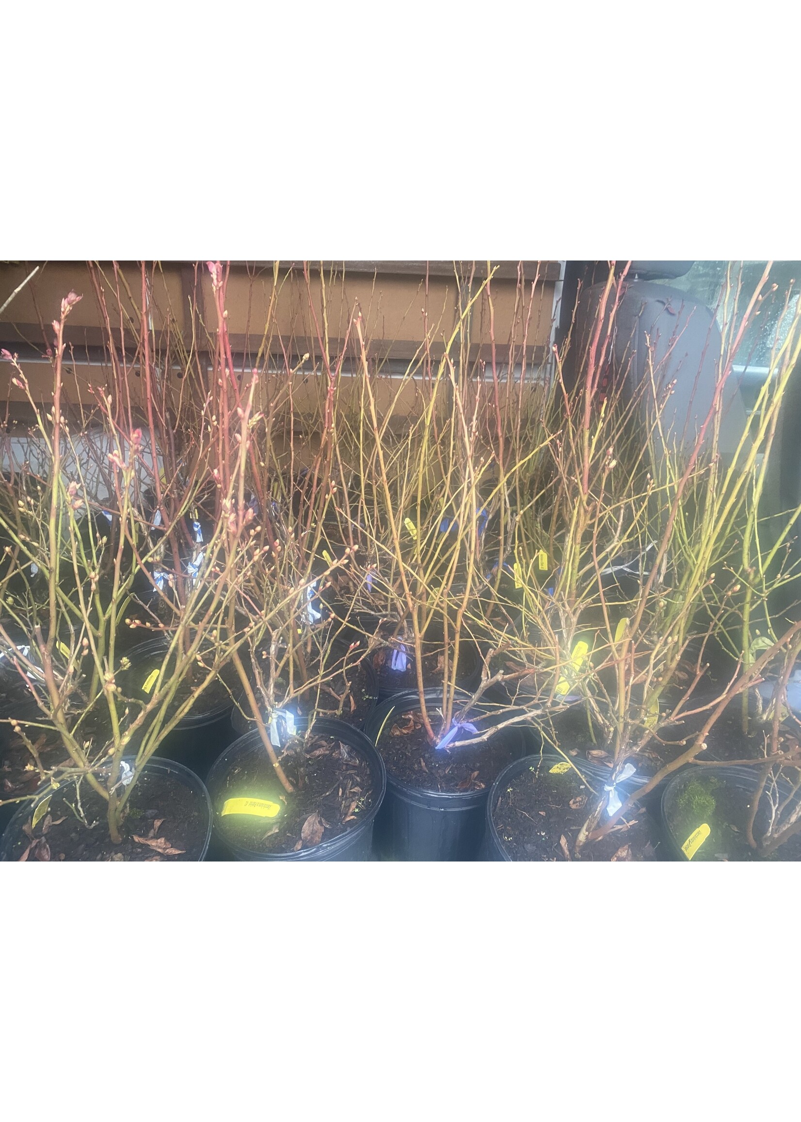 Vaccinium Earliblue, Blueberry, #2